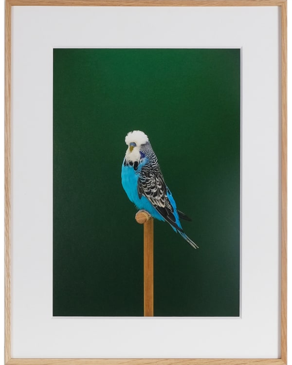 Luke Stephenson, Budgie #12, 2019