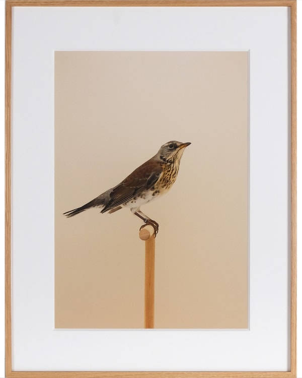 Luke Stephenson, Fairfield #1 (Hen), 2019