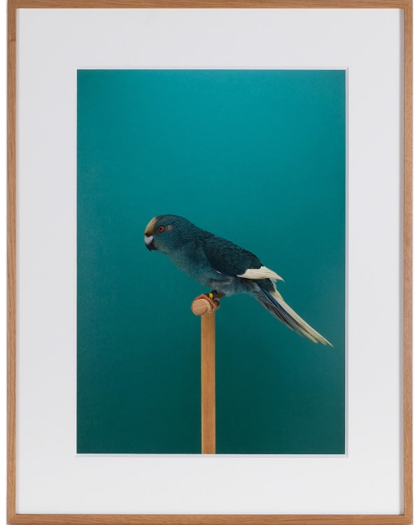 Luke Stephenson, Kakariki #1 (Blue Pied), 2018