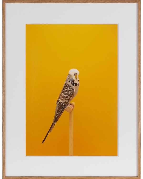 Luke Stephenson, Budgie #10, 2019