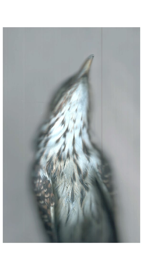 sense · study skin, 2022 archival pigment print on Japanese gampi paper 49.5 x 32" image 67.5 x 33.5" paper 72.5 x 38.5 x 2.25" framed