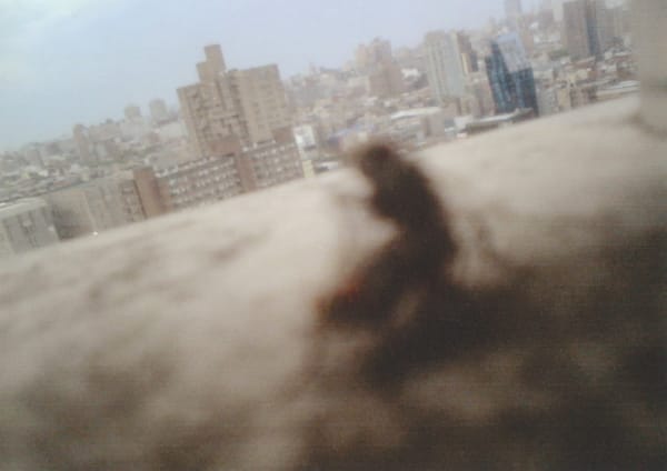 Insex: Flies (NYC), 2020 archival inkjet print on Hahnemühle metallic photo rag 3.5 x 5" image 15.5 x 15" framed
