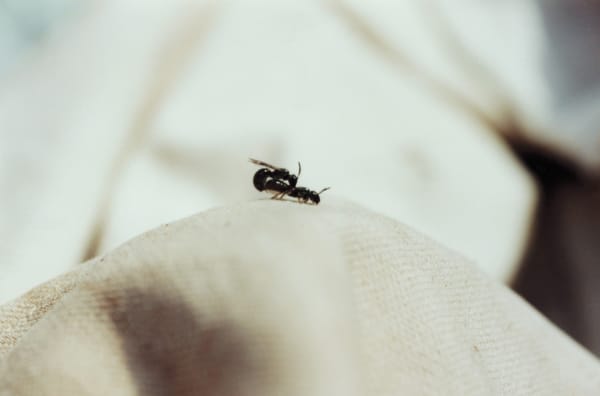 Insex: Ants, 2020 archival inkjet print on Hahnemühle metallic photo rag 4.25 x 6.25" image 13.5 x 14.5" framed