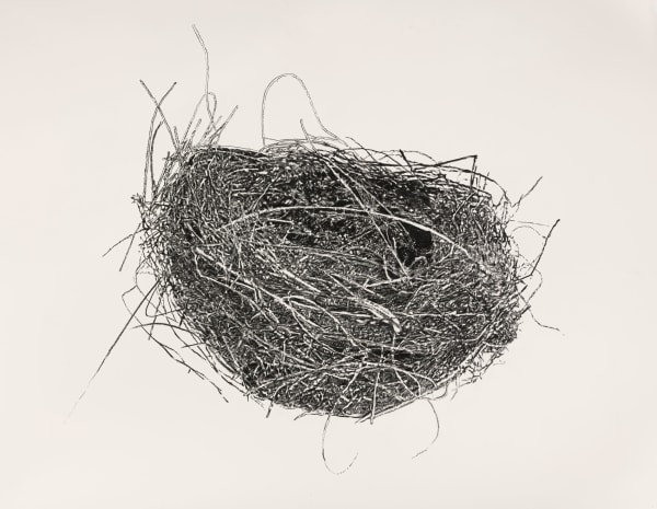 Egg's Nest, too, 2022 graphite on paper 42 x 59.5" paper 43.5 x 63.5"