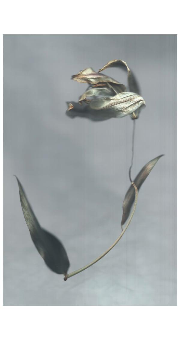 Ann Hamilton, sense · lily and stem, 2022