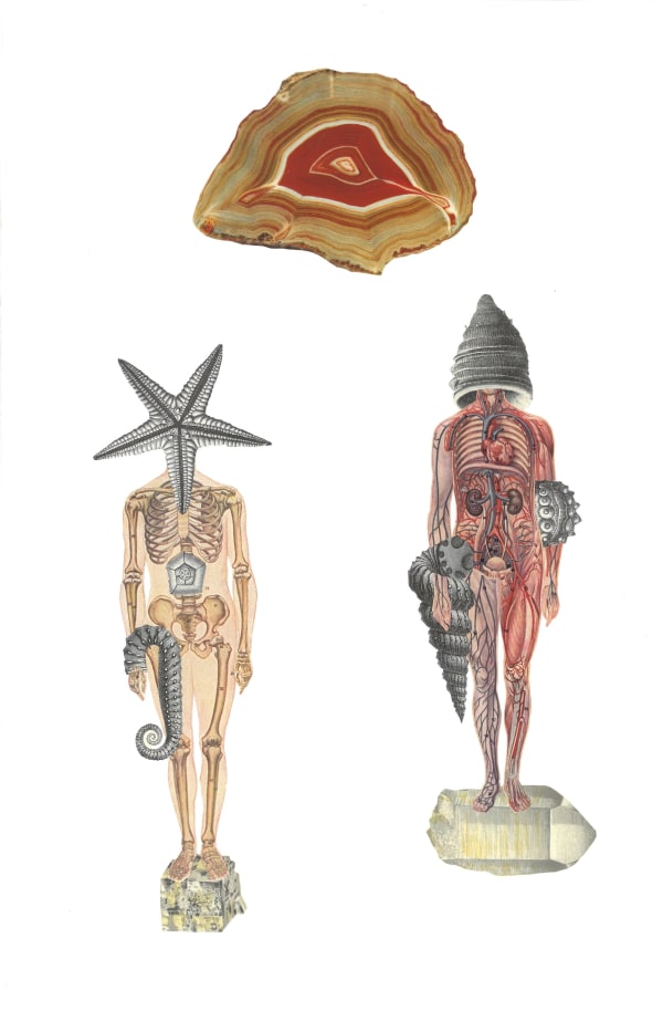 Are You Animal, Vegetable or Mineral I, 2019 collage 16.25 x 11.75" paper 20.25 x 16.25" framed