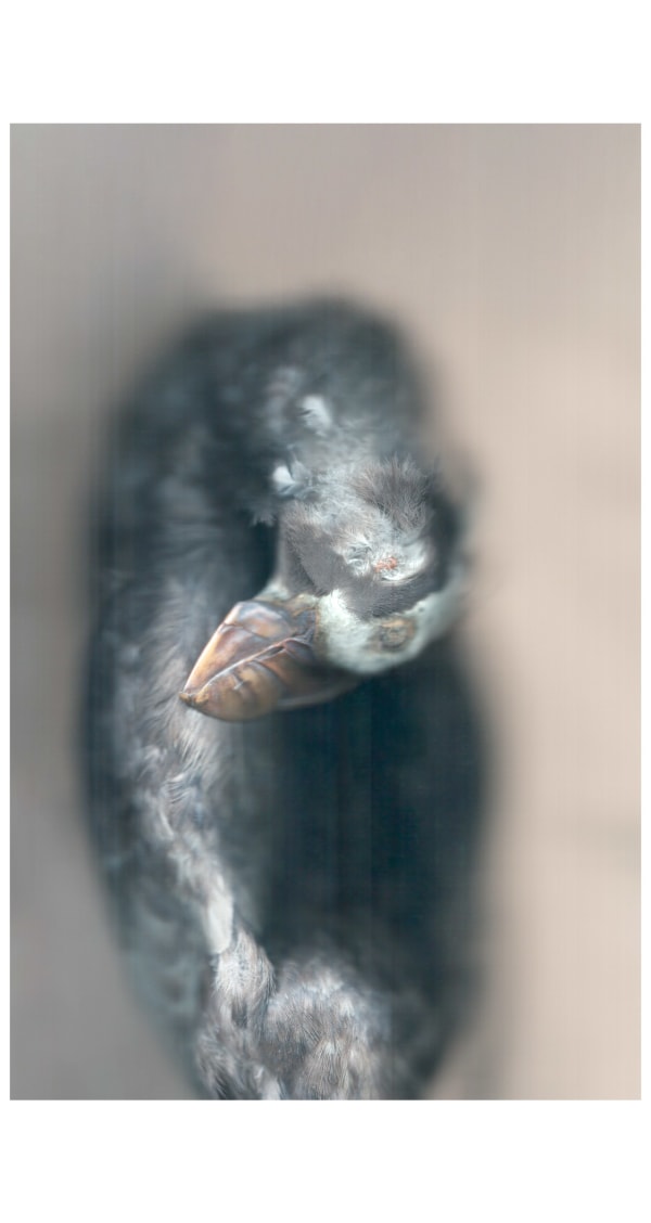 sense · study skin of a puffin, 2022 archival pigment print on Japanese gampi paper 49.5 x 32" image 67.5 x 33.5" paper