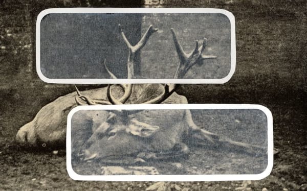 Melody Owen, Overlay Series: Deer, 2006