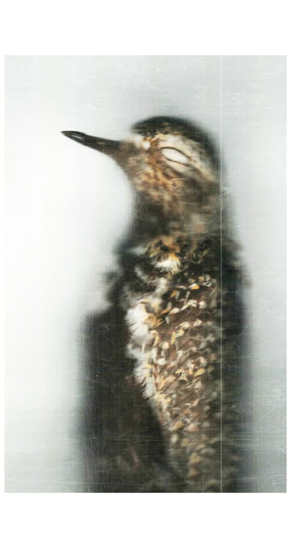 sense · study skin of an American golden plover, 2022 archival pigment print on Japanese gampi paper 49.5 x 32" image 67.5 x 33.5" paper