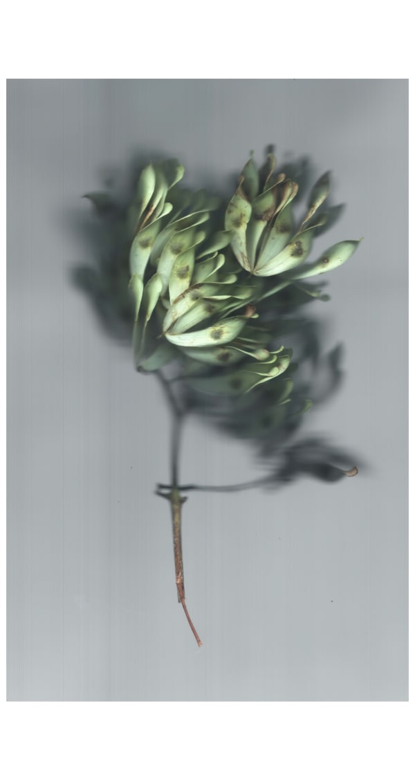 sense · green ash, 2022 archival pigment print on Japanese gampi paper 49.5 x 32" image 67.5 x 33.5" paper