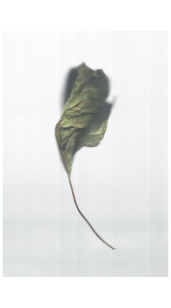 sense · fallen leaf, 2022 archival pigment print on Japanese gampi paper 49.5 x 28.75" image 67.5 x 30" paper
