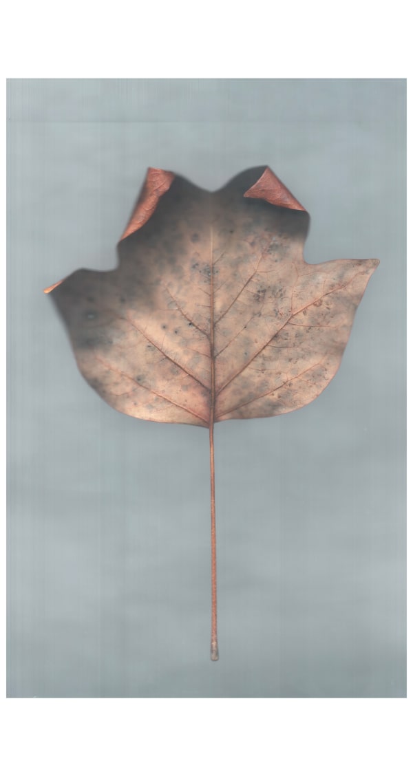 Ann Hamilton, sense · tulip polar leaf, 2022