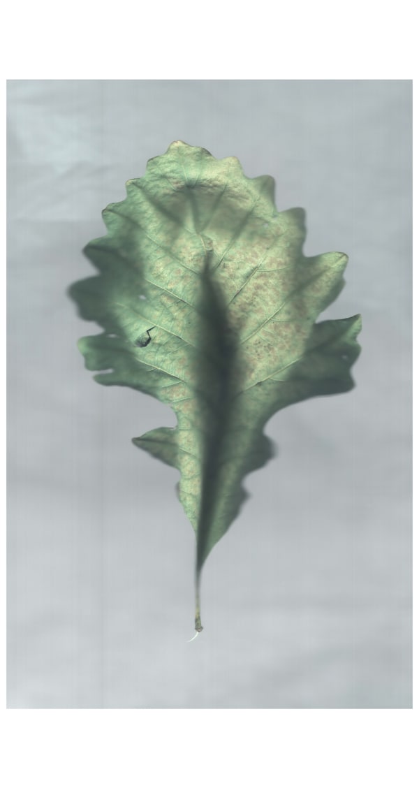 Ann Hamilton, sense · bur oak leaf, 2022