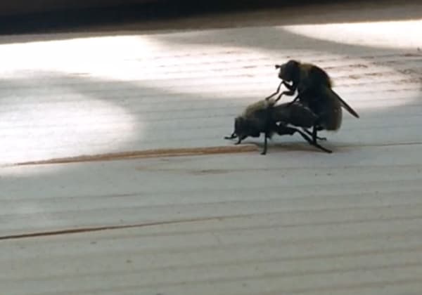 Insex: Mason Bees, 2020 archival inkjet print on Hahnemühle metallic photo rag 3.5 x 5" image 15.5 x 15" framed
