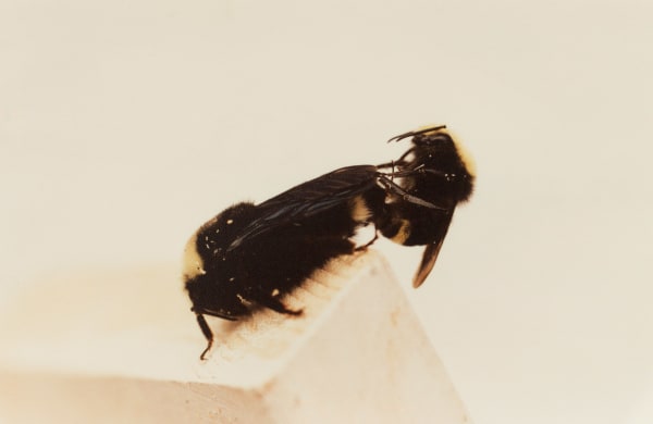 Insex: Bumble Bees, 2020 archival inkjet print on Hahnemühle metallic photo rag 4.5 x 7" image 14 x 15" framed