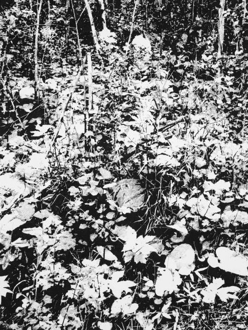 James Chronister, Deinze (2), 2018