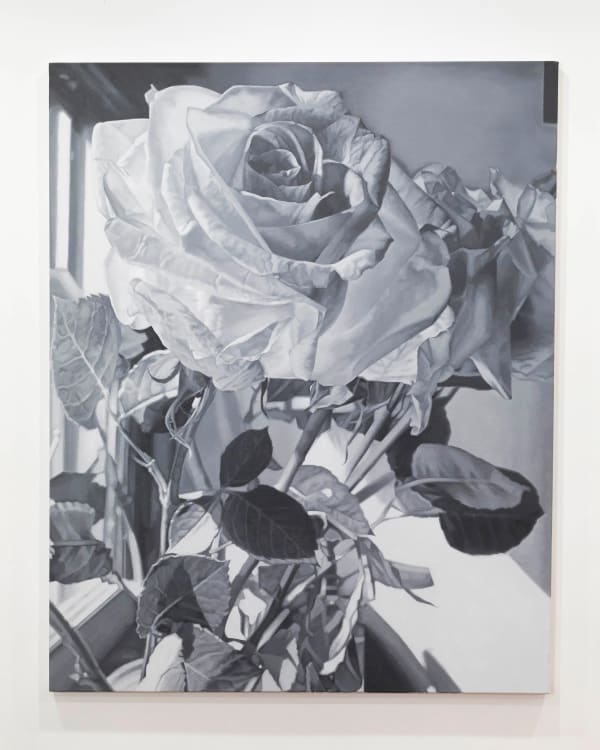 Daniel Albrigo, Untitled (Rose in Sunlight), 2020