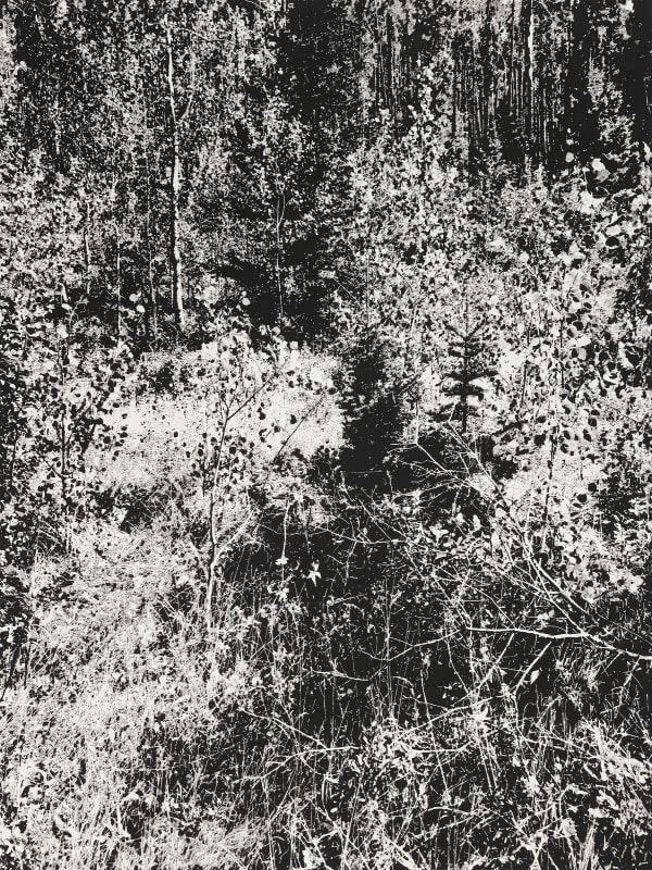 James Chronister, Summer 8 (2), 2019