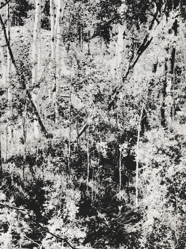 James Chronister, Ten Mile, 2019