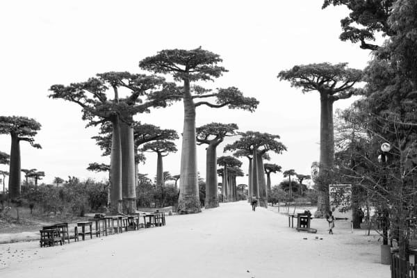 Margaux Panel - Alley of the Baobabs, 2019