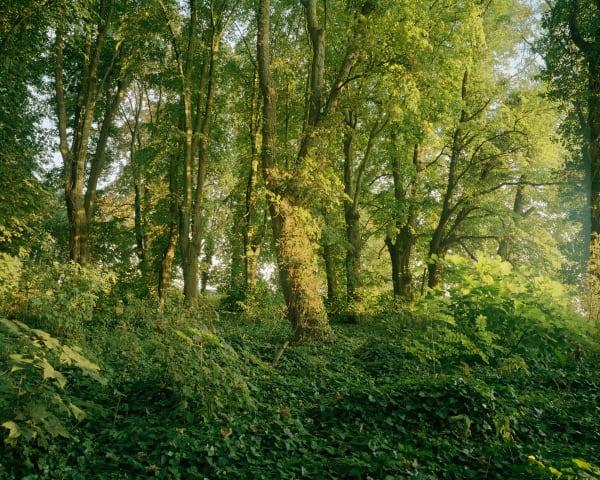 Nevan Swanson Untitled (Woods) archival inkjet print 20 x 16 in 50.8 x 40.6 cm