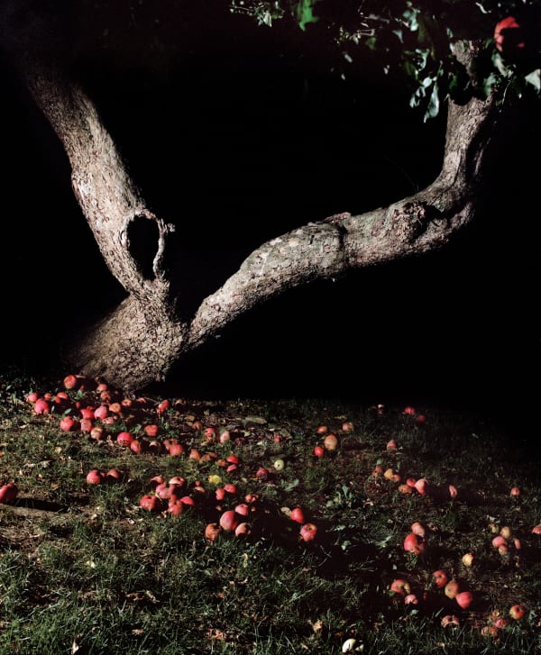 Jocelyn Lee Apple Tree at Night Archival Pigment Print 14 3/4 x 12 1/2 in 37.5 x 31.8 cm