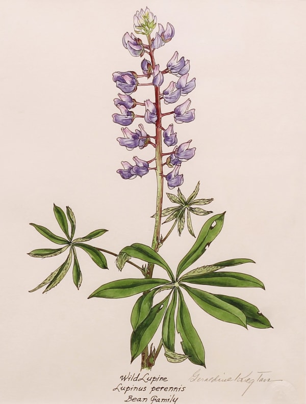 Geraldine Tam Lupines Watercolor on Paper 24.8 x 18.4 cm 9 3/4 x 7 1/4 in