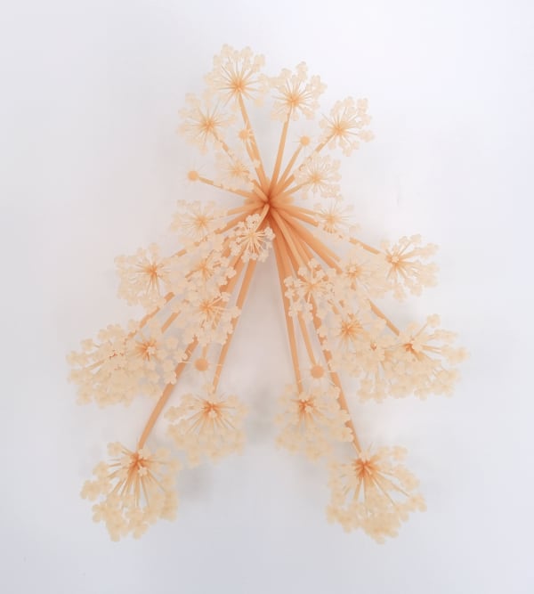 Elijah Ober, DAUCUS DAUCUS