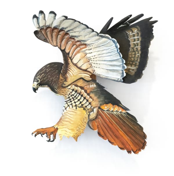 Hugh Verrier, Red-Tailed Hawk