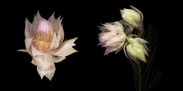 Joyce Tenneson & Craig Becker: Of Spirit and Light