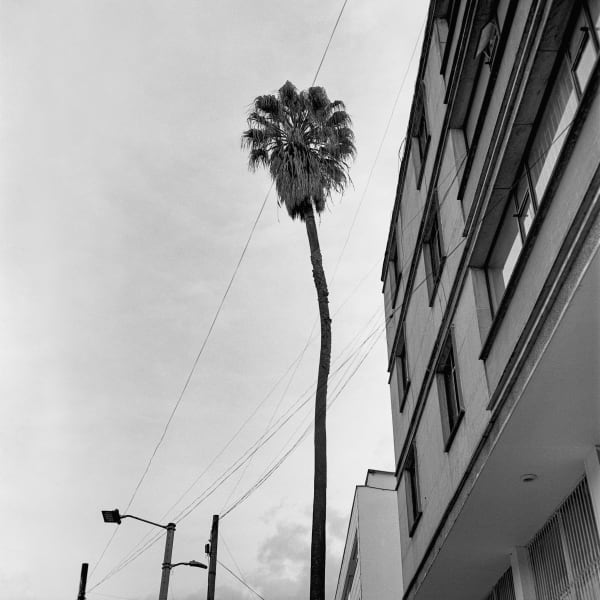 Beatriz Grau, La Caracas III, 2023