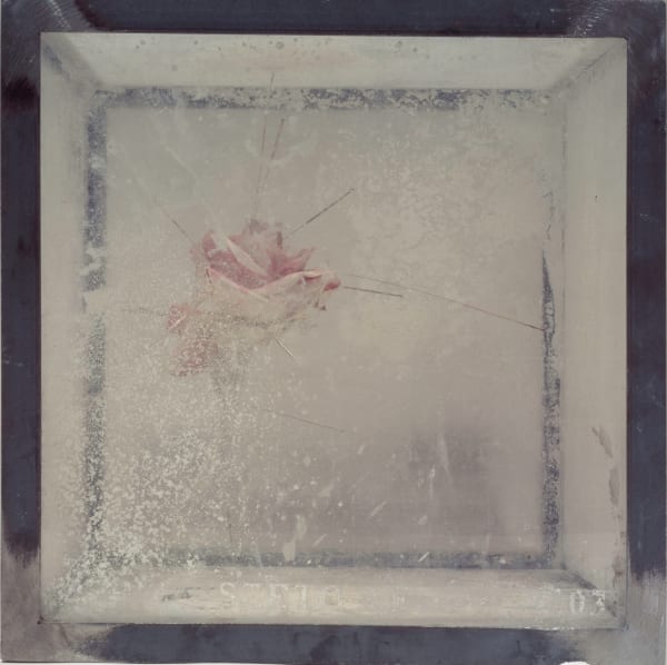 司徒強 SZETO Keung 無題 (安魂曲) Requiem Untitled, 2003 壓克力顏料、塑膠花/金屬、塑膠盒 Acrylic and plastic flower with metal&plastic box 12 1/4 x 12 1/4 x 12 1/4 in 31 x 31 x 31 cm