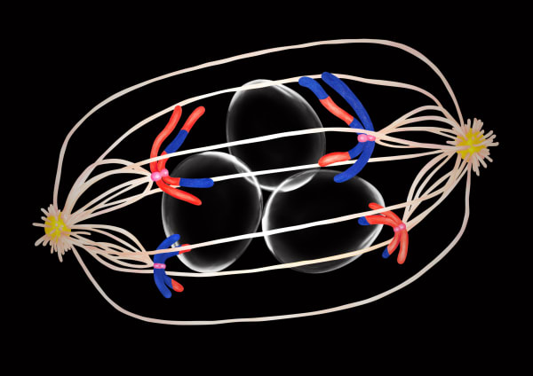 劉世芬 LIU Shih-Fen 姊妹 Sister, 2022 色鉛筆素描結合數位影像/輸出於紙上(水晶裱褙) Color pencil sketches combined with digital image, print on paper, mounting on dibond, and face-mounted on acrylic 11 3/4 x 16 1/2 in, 3 Ed. + 1 A.P. 29.7 x 42 cm, 3 Ed. + 1 A.P.