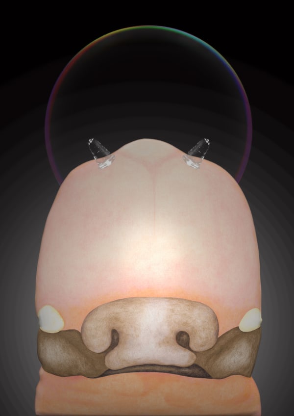 劉世芬 LIU Shih-Fen 聖胚胎-1 Sacred Embryo-1, 2022 色鉛筆素描結合數位影像/輸出於紙上(水晶裱褙) Color pencil sketches combined with digital image, print on paper, mounting on dibond, and face-mounted on acrylic 16 1/2 x 11 3/4 in, 3 Ed. + 1 A.P. 42 x 29.7 cm, 3 Ed. + 1 A.P.