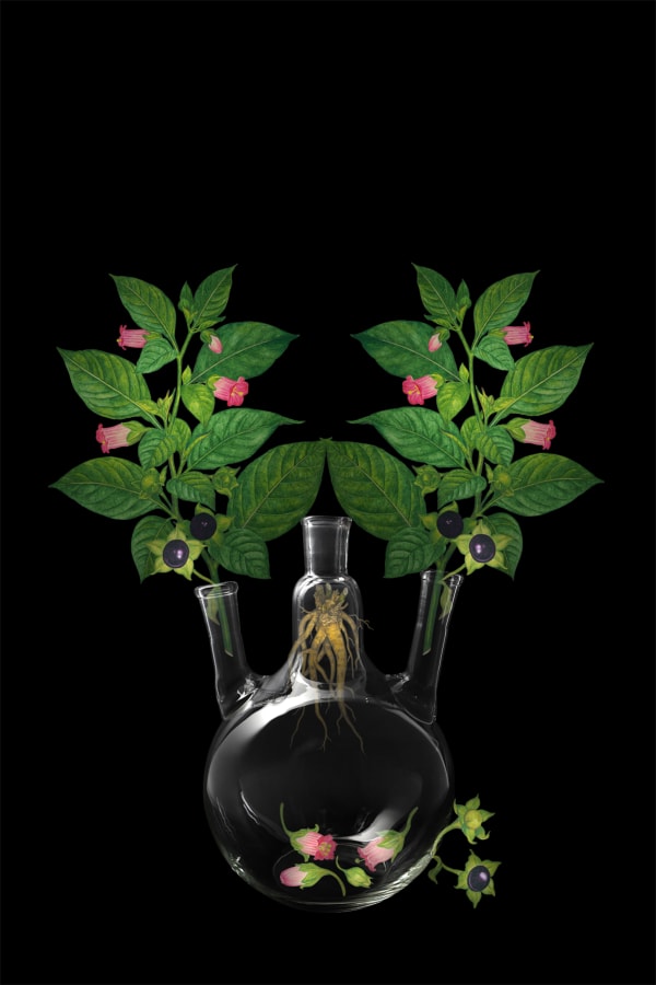 劉世芬 LIU Shih-Fen 〈穆勒氏花園——靜物〉顛茄 Műllerian's Garden Still—Life Atropa Belladonna , 2016 色鉛筆素描結合數位影像/輸出於紙上(水晶裱褙) Color pencil sketches combined with digital image, print on paper, mounting on dibond, and face-mounted on acrylic 35 3/8 x 23 5/8 in, 3 Ed. + 1 A.P. 90 x 60 cm, 3 Ed. + 1 A.P.