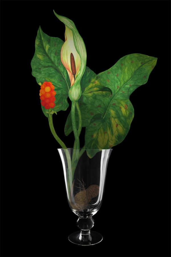 劉世芬 LIU Shih-Fen 〈穆勒氏花園——靜物〉斑葉疆南星 Műllerian's Garden Still—Life A. Maculatum, 2016 色鉛筆素描結合數位影像/輸出於紙上(水晶裱褙) Color pencil sketches combined with digital image, print on paper, mounting on dibond, and face-mounted on acrylic 35 3/8 x 23 5/8 in, 3 Ed. + 1 A.P. 90 x 60 cm, 3 Ed. + 1 A.P.