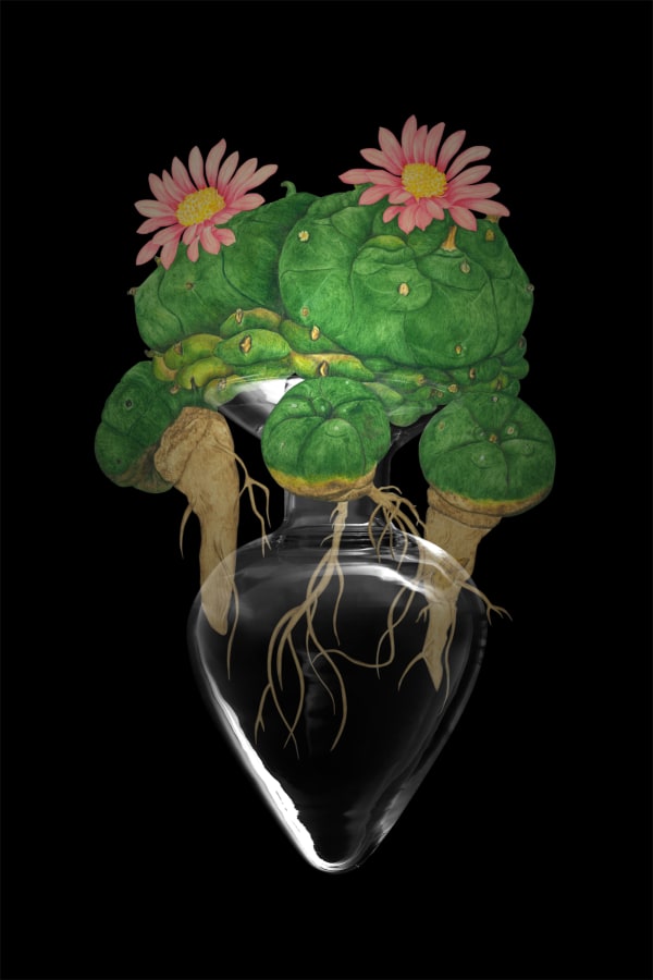 劉世芬 LIU Shih-Fen 〈穆勒氏花園——靜物〉烏羽玉 Műllerian's Garden Still—Life Lophophora Williamsii, 2016 色鉛筆素描結合數位影像/輸出於紙上(水晶裱褙) Color pencil sketches combined with digital image, print on paper, mounting on dibond, and face-mounted on acrylic 35 3/8 x 23 5/8 in, 3 Ed. + 1 A.P. 90 x 60 cm, 3 Ed. + 1 A.P.