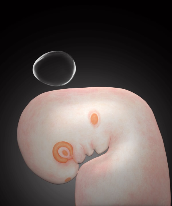 劉世芬 LIU Shih-Fen 聖胚胎-4 Sacred Embryo-4, 2022 色鉛筆素描結合數位影像/輸出於紙上(水晶裱褙) Color pencil sketches combined with digital image, print on paper, mounting on dibond, and face-mounted on acrylic 16 1/2 x 13 3/4 in, 3 Ed. + 1 A.P. 42 x 35 cm, 3 Ed. + 1 A.P.