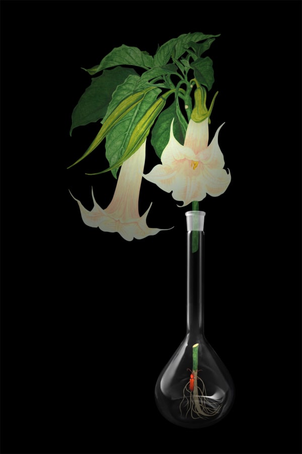 劉世芬 LIU Shih-Fen 〈穆勒氏花園——靜物〉曼陀羅 Műllerian's Garden Still—Life Datura Stramonium, 2016 色鉛筆素描結合數位影像/輸出於紙上(水晶裱褙) Color pencil sketches combined with digital image, print on paper, mounting on dibond, and face-mounted on acrylic 35 3/8 x 23 5/8 in, 3 Ed. + 1 A.P. 90 x 60 cm, 3 Ed. + 1 A.P.