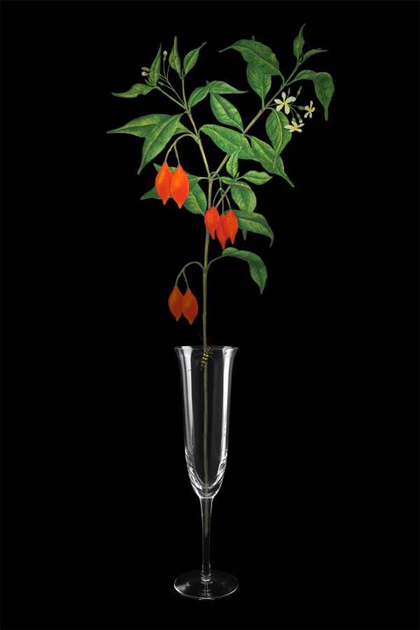 劉世芬 LIU Shih-Fen 〈穆勒氏花園——靜物〉夾竹桃屬 Műllerian's Garden Still—Life Iboga, 2016 色鉛筆素描結合數位影像/輸出於紙上(水晶裱褙) Color pencil sketches combined with digital image, print on paper, mounting on dibond, and face-mounted on acrylic 35 3/8 x 23 5/8 in, 3 Ed. + 1 A.P. 90 x 60 cm, 3 Ed. + 1 A.P.