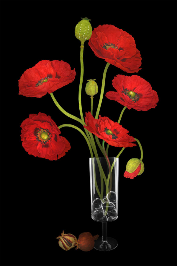 劉世芬 LIU Shih-Fen 〈穆勒氏花園——靜物〉罌粟 Műllerian's Garden Still—Life Opium Poppy, 2016 色鉛筆素描結合數位影像/輸出於紙上(水晶裱褙) Color pencil sketches combined with digital image, print on paper, mounting on dibond, and face-mounted on acrylic 35 3/8 x 23 5/8 in, 3 Ed. + 1 A.P. 90 x 60 cm, 3 Ed. + 1 A.P.