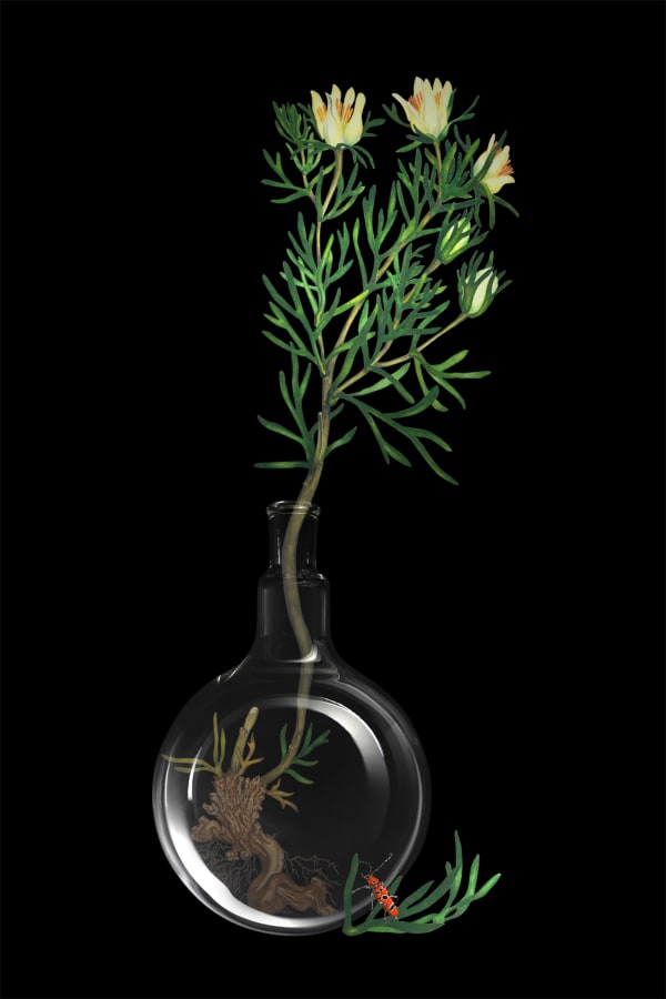 劉世芬 LIU Shih-Fen 〈穆勒氏花園——靜物〉駱駝蓬 Műllerian's Garden Still—Life Peganum Harmala , 2016 色鉛筆素描結合數位影像/輸出於紙上(水晶裱褙) Color pencil sketches combined with digital image, print on paper, mounting on dibond, and face-mounted on acrylic 35 3/8 x 23 5/8 in, 3 Ed. + 1 A.P. 90 x 60 cm, 3 Ed. + 1 A.P.