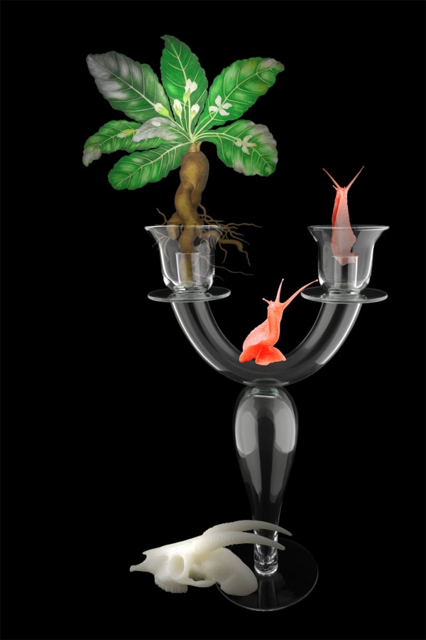 劉世芬 LIU Shih-Fen 〈穆勒氏花園——靜物〉風茄 Műllerian's Garden Still—Life Mandrake, 2016 色鉛筆素描結合數位影像/輸出於紙上(水晶裱褙) Color pencil sketches combined with digital image, print on paper, mounting on dibond, and face-mounted on acrylic 35 3/8 x 23 5/8 in, 3 Ed. + 1 A.P. 90 x 60 cm, 3 Ed. + 1 A.P.