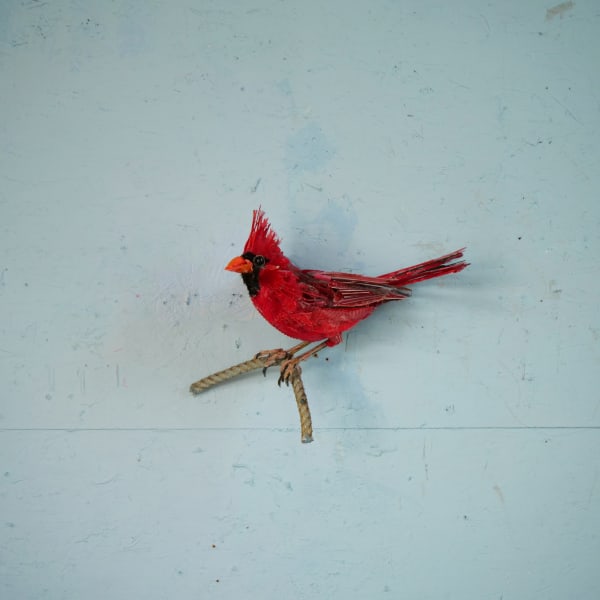 Thomas Deininger, Cardinal Study 24, 2024