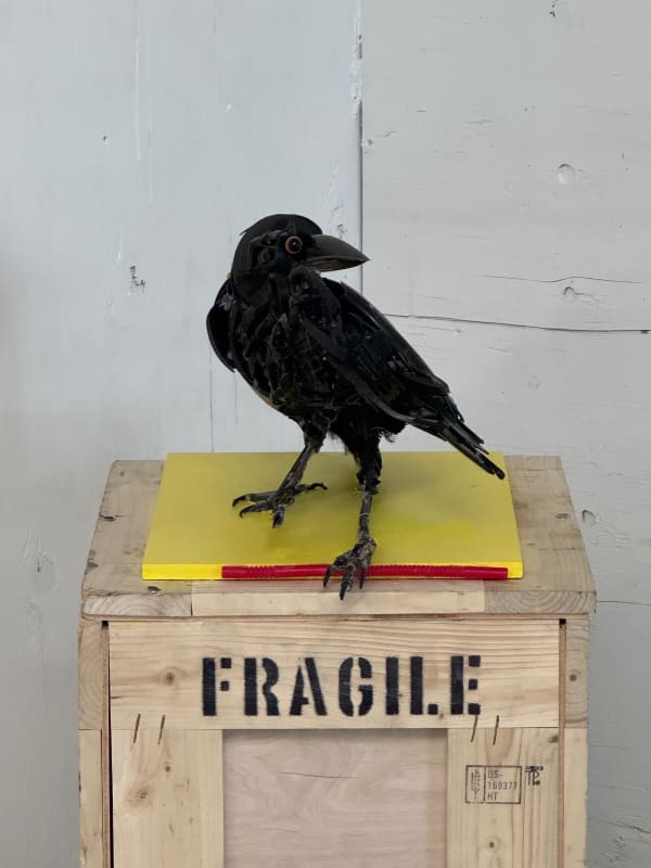 Thomas Deininger, Untitled (Crow – Momma Says I'm Special), 2025
