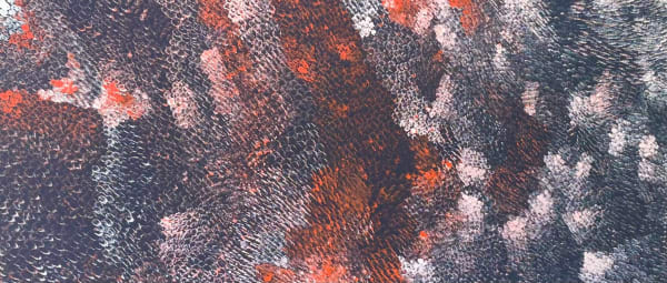 Amanda Jane Gabori, Dibirdibi Scales, 2020