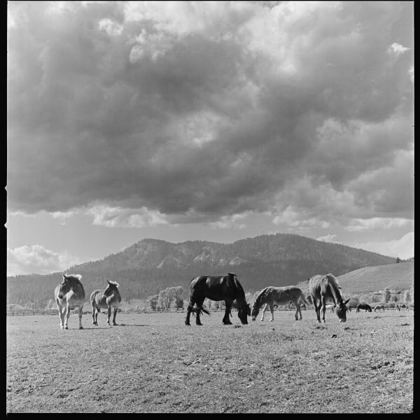 Christopher Lowell, Moran, 2020