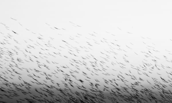 Rosie Reed Gold, Murmuration 2 day, 2015