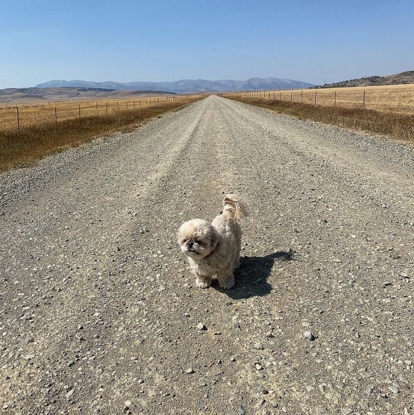 Stephen Shore Annabelle, Melville Road, Melville, Montana., 2021 Magnum special edition, offered over very limited period October 2021. Signed verso. Archival pigment print 15.2 x 15.2 cm 6 x 6 in Open edition limited by time