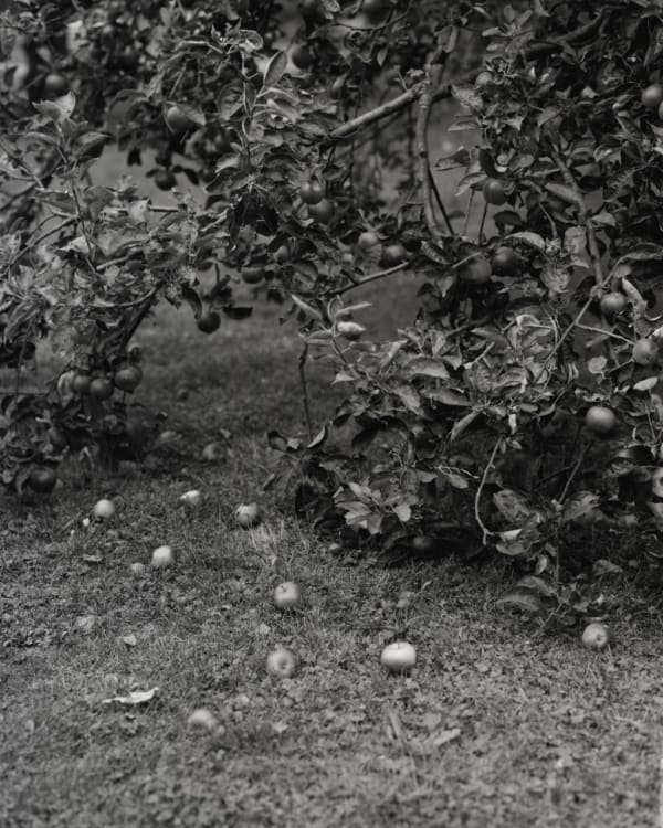 Tereza Zelenkova Apple Tree, 2016 Signed Archival inkjet on baryta paper 29 x 23 cm 11 3/8 x 9 1/8 in Edition of 6